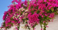 La planta trepadora ideal para plantar en octubre y llenar de color tu jardín con su cortina natural