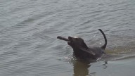 Missing hunting dog rescued from Mississippi River after community