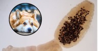 Hidatidosis: enfermedad transmitida por perros infectados que afecta a humanos y genera graves complicaciones si no se trata