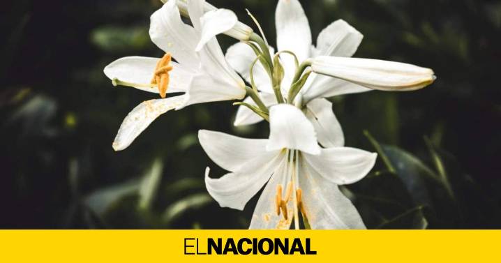 Buenos días de Todos los Santos: las mejores frases y refranes para el 1 de noviembre