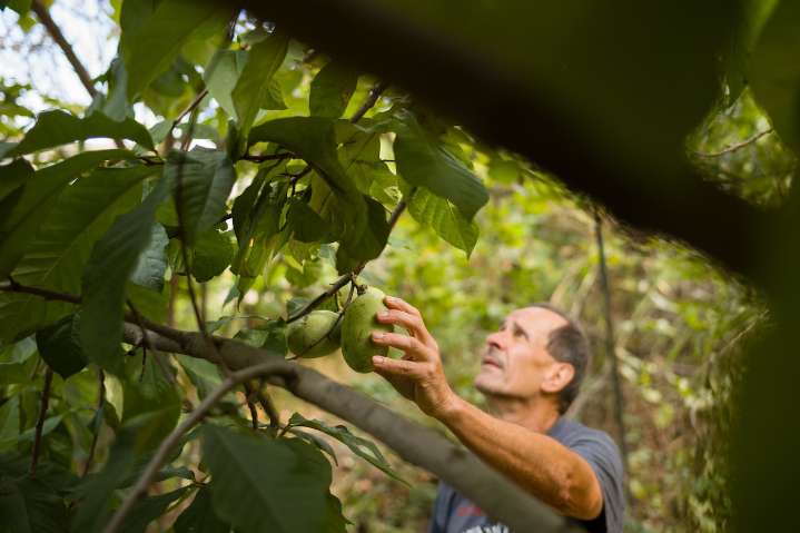 Pennsylvanians preserve pawpaw trees to try to lure back butterflies