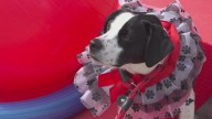Tails on Trails returns for the second year to honor lost pets and raise money to help local pet parents with vet bills