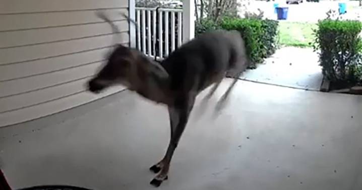 Caught on cam: Deer burst into Fuquay