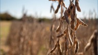 'Most valuable asset is the land' | Kentucky farmland shrinks as fewer farmers enter field