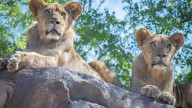 Phoenix Zoo's first African lions born there in decades are leaving