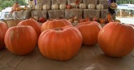 National Pumpkin Day highlights pumpkin's versatility and benefits