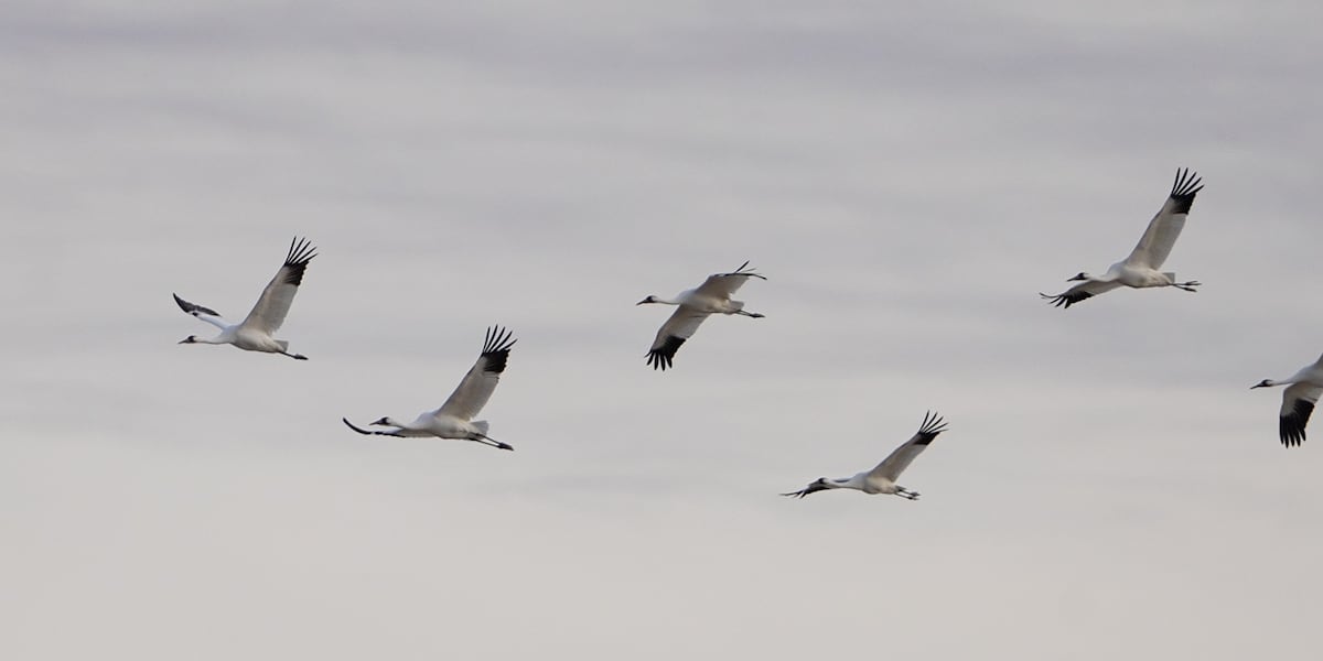 ND Outdoors: Whooping cranes