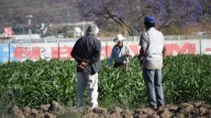 Seguiremos de la mano con los productores con diálogo y apertura: Libia Dennise García