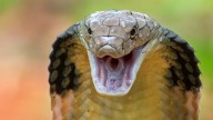 Alerta máxima en Gran Canaria: la culebra real de California amenaza con la invasión en toda España