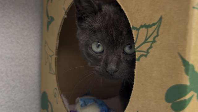 Meet the black cats available for adoption at the Nebraska Humane Society