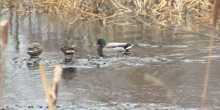 Bird flu detected at farms in LaGrange, Elkhart counties