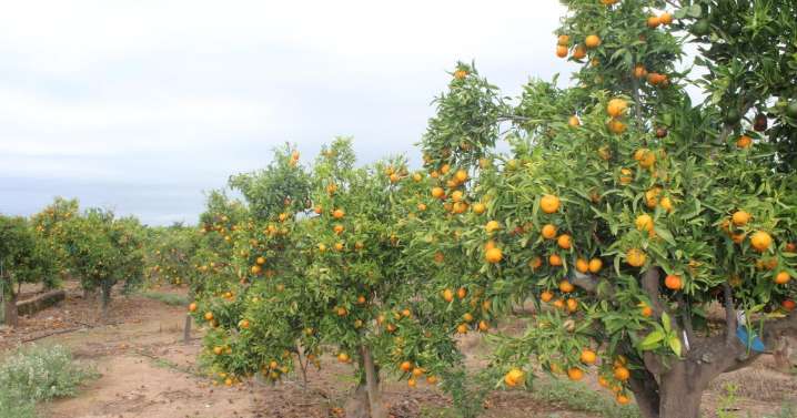 Piden cinco años de cárcel por «injertar una variedad de mandarina en sus árboles sin la autorización del titular»