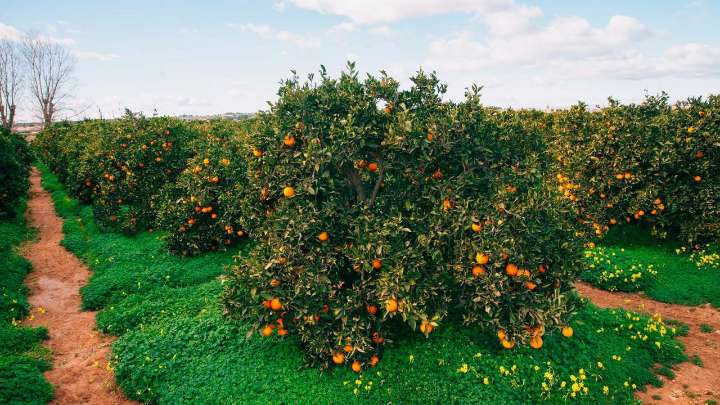Agricultura anticipa 39 millones de euros en ayudas de la PAC a 27.931 agricultores y ganaderos valencianos