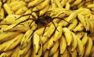 Pánico en Uruguay por la aparición de dos arañas del banano en supermercados