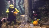 Many odd things happening at the Tennessee Aquarium