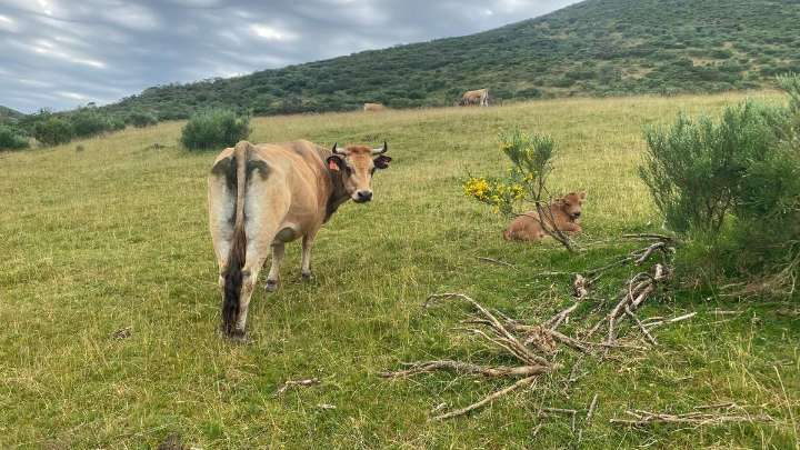 Multas, politización y fronteras invisibles: el puerto ganadero que enfrenta a Asturias y León en una centenaria "guerra" de pastos