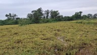 Rain lashes South Gujarat districts: Valsad paddy farmers stare at huge losses