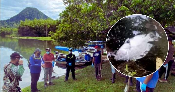 ¿Qué provocó la muerte de 4 mil peces en emblemático sitio turístico de Caldas? Autoridad ambiental investiga
