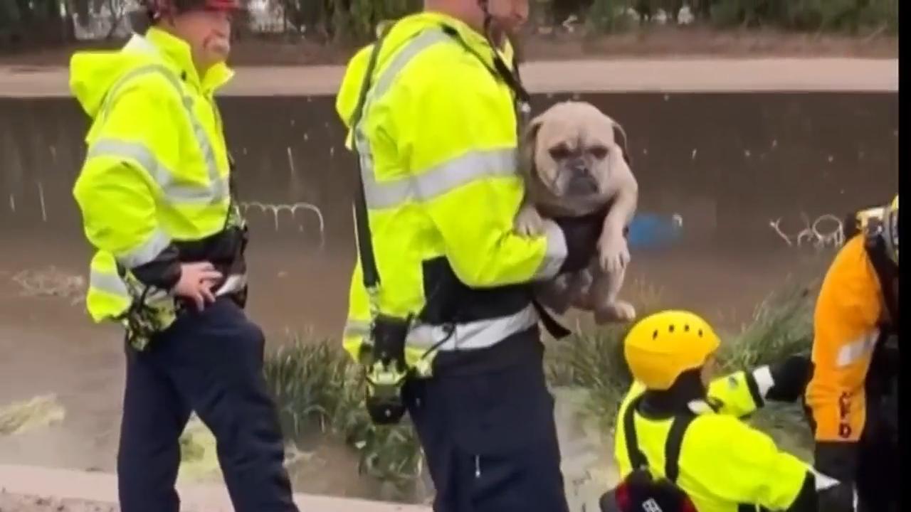 Southern California firefighters rescue dog from rising flood waters