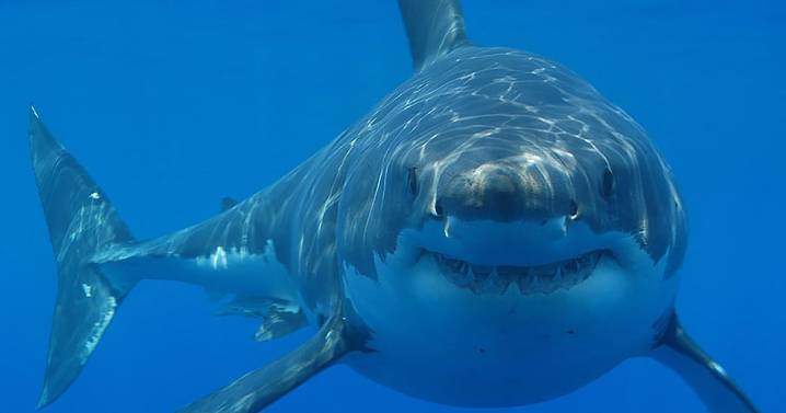 Man Drives Himself to Hospital After Shark Attacks Him