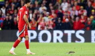 Una rata invadió el campo de juego en el triunfo de Bélgica ante Gales