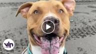 ¡Apareció Sirius! Perrito fue encontrado vivo en Curicó