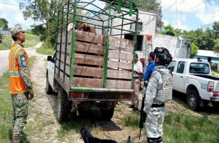 Gusano no frena traslado de ganado