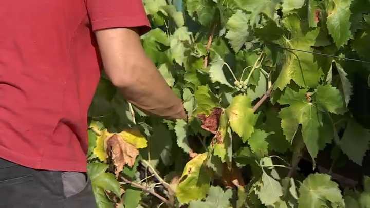 Comienza el plazo para asegurar la campaña 2026 de uva de vino More