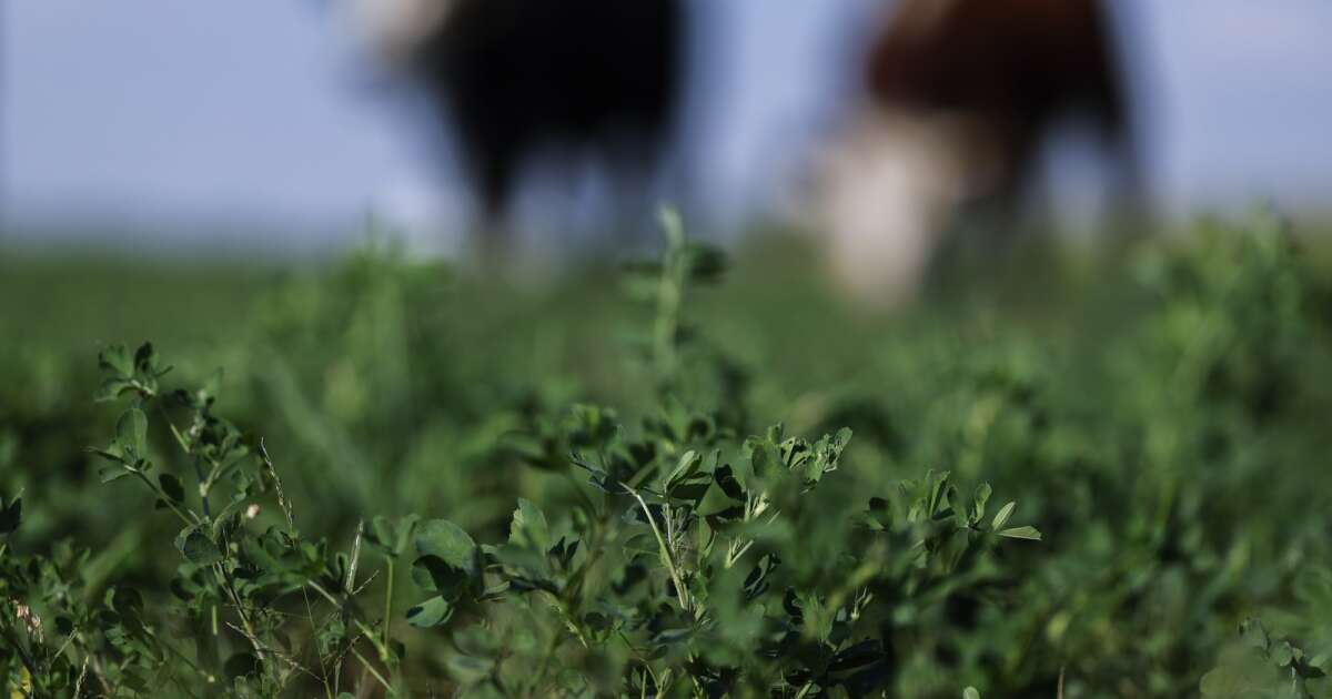 As cover crop adoption grows in Iowa, research finds not all farmers intend to keep…