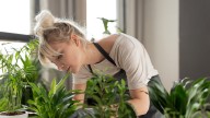 11 Perennials To Bring Indoors Before Winter To Ensure A Vibrant Spring Garden
