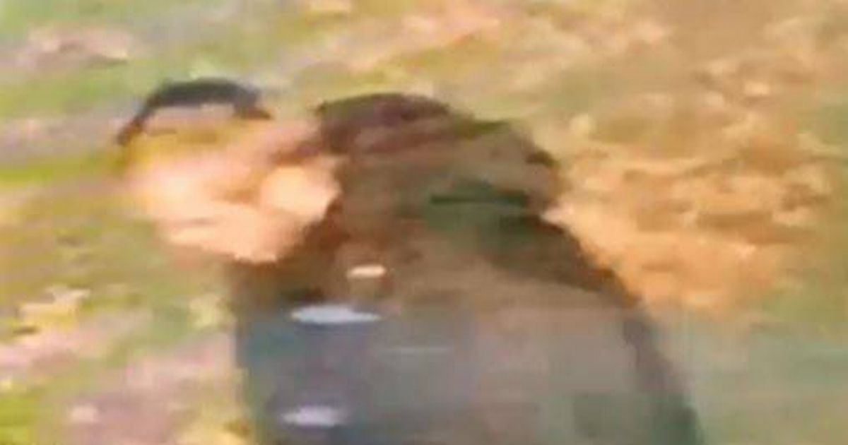 Urgent hunt for man after woman raped in 'racially aggravated' attack