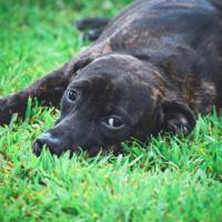Pets of the Week