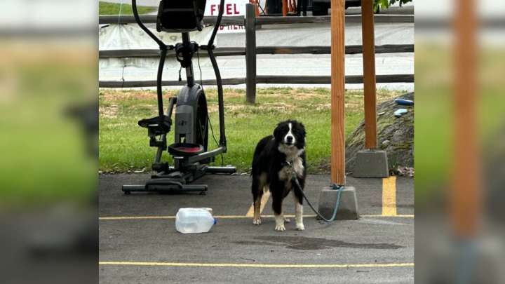 Idaho Shelter Staff Discover Tied-Up Dog And Learn The Painful Truth Behind His Abandonment