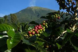 Aranceles de café: Colombia espera cosecha histórica tras lluvias intensas