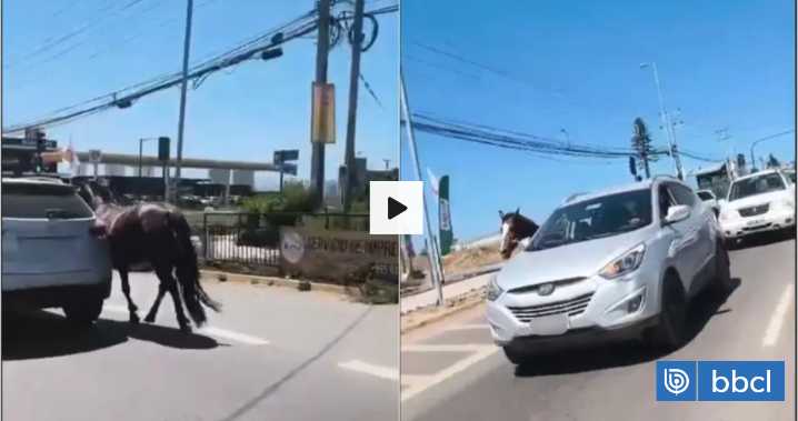 Indignación por hombre que conducía a gran velocidad con caballo amarrado a su auto en Coquimbo