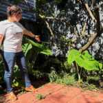 A long-lost ancient Roman artifact reappears in a New Orleans backyard