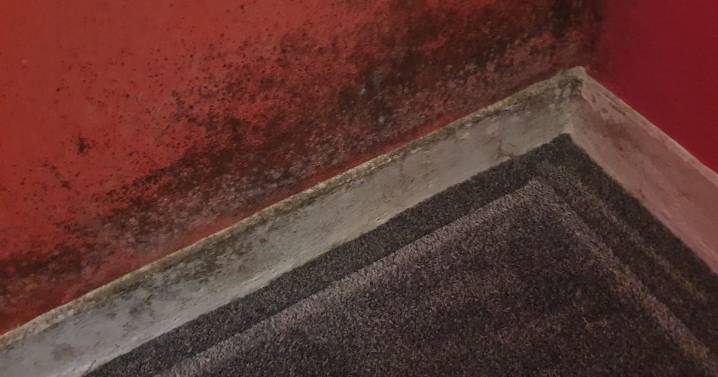 Mould 'wreaks havoc' on Glasgow homes as thousands suffer in silence
