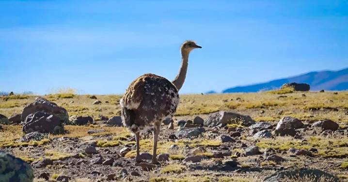 Ministerio del Ambiente presenta resultados del censo de la especie Suri