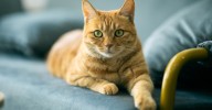 Perth: City of Melville introduces cat law with owners facing household limit and $300 fine