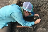 Dinosaurs were thriving in North America before the mass-extinction asteroid strike, study suggests