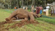Young elephant electrocuted in Coimbatore farmland, highlighting rising human