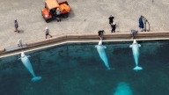 Federal government denies Marineland request to export belugas