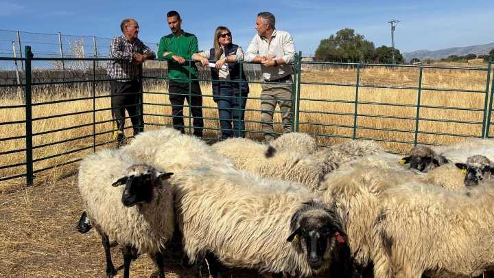 Un rebaño de ovejas colmenareñas para el ganadero que perdió las suyas en el incendio de Tres Cantos