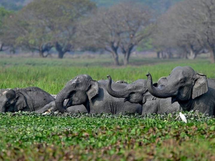 Jumbo drop in estimates of India's elephant population