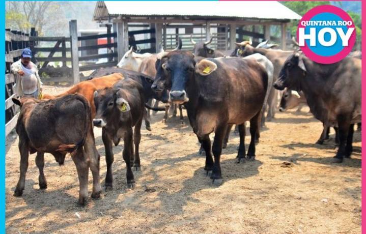 El 95% del hato ganadero de Q. Roo está en Othón P. Blanco y Bacalar