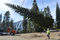 Capitol Christmas Tree 2025: Nevada red fir begins journey east