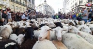 Rebaños de cabras y ovejas toman el centro de Madrid en la Fiesta de Trashumancia