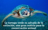 La tortuga verde es salvada de la extinción