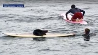 Otter pirates surfer’s board in California