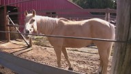 Kitsap horse owners oppose new zoning changes